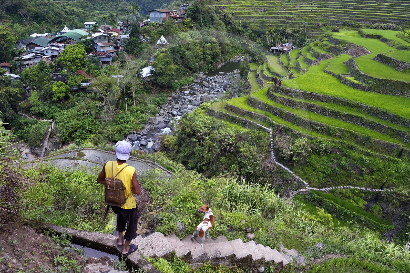 Philippines, province d'Ifugao, les rizières en terrasses de Banaue autour du village de Cambulo, classées Patrimoine Mondial de l'UNESCO