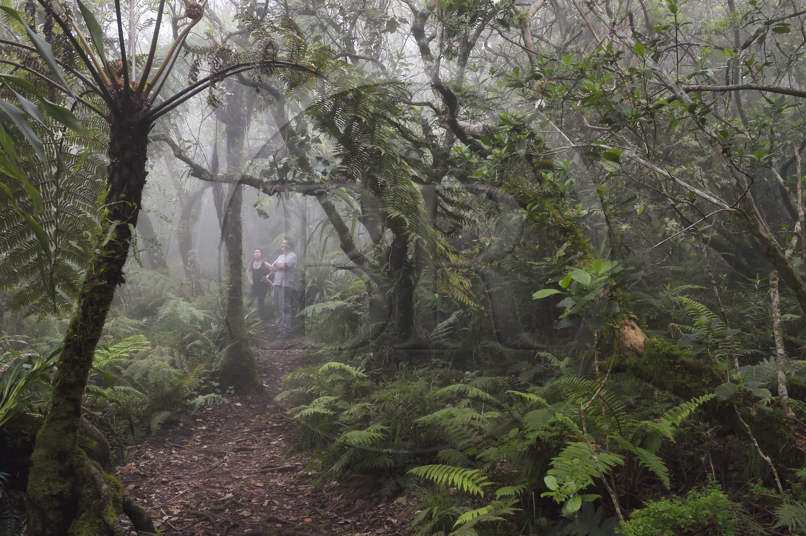 France, Ile de la Reunion, Le Tampon, forêt de Notre-Dame de la Paix en bordure de la Riviere des Remparts sur les pentes du volcan du Piton de la Fournaise