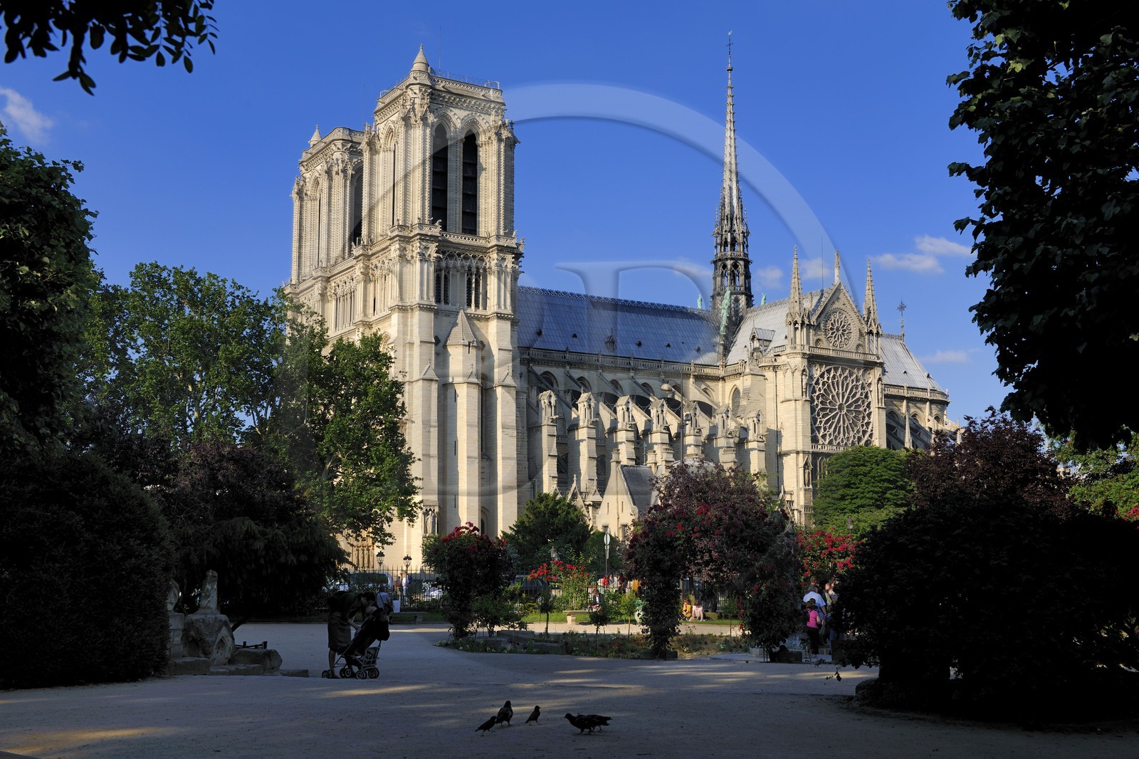France, Paris (75), île de la Cité, la cathédrale Notre-Dame depuis le square René Viviani