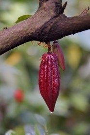 Sri Lanka, Central Province, Matale District, Kawudupelella, Ranweli Spice Garden, cocoa pod, the fruit of the cacao tree