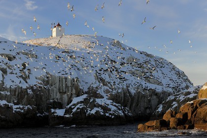Norvège, Nordland, iles des Westeralen, région de Myre, le phare de l'ile aux oiseaux au large de Sto