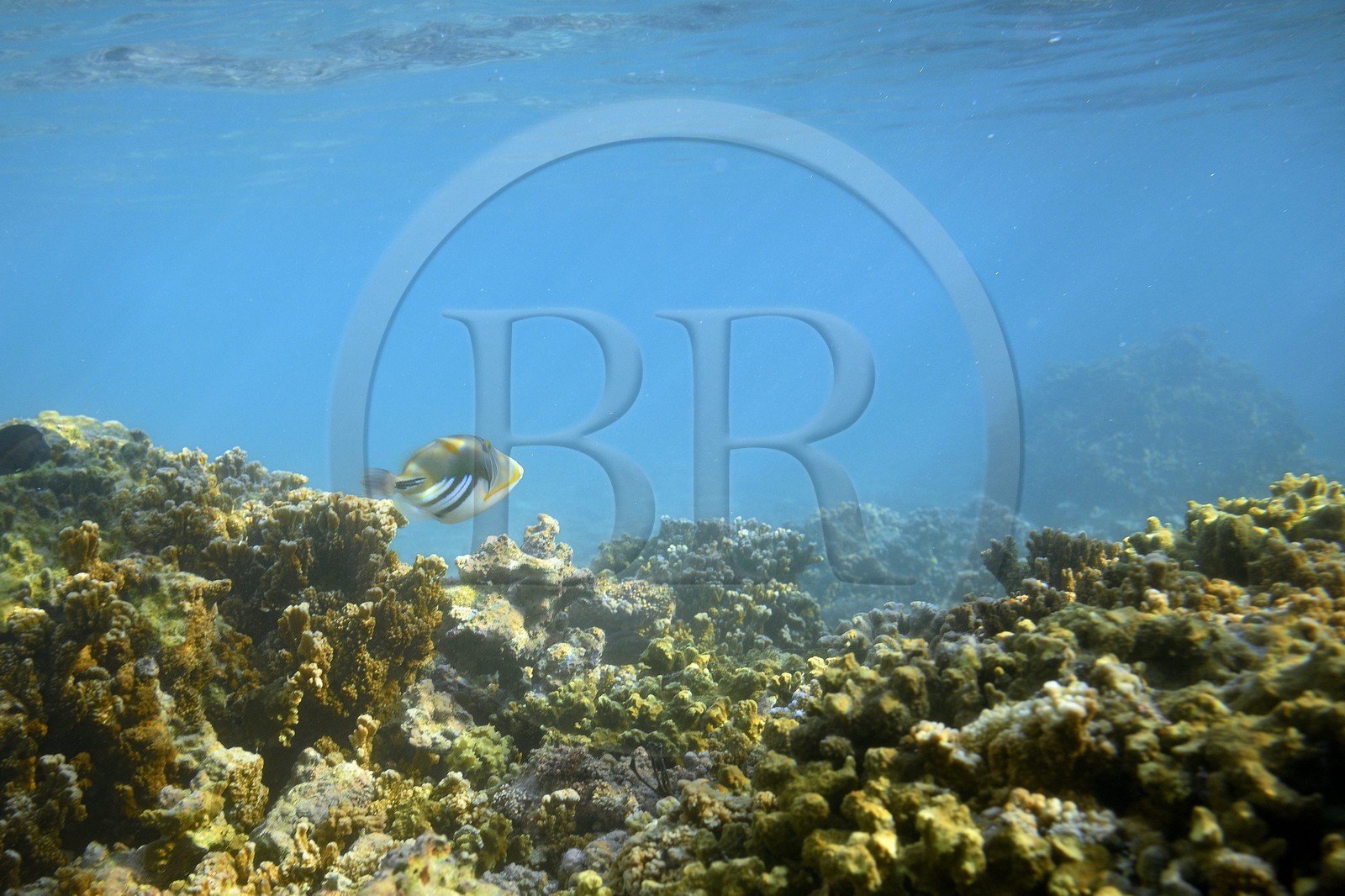 France, Ile de la Reunion, Côte Ouest, Saint-Gilles-Les-Bains (commune de Saint-Paul), le récif corallien du lagon de l'Ermitage et de La Saline-Les-Bains, baliste-Picasso (Rhinecanthus aculeatus) (vue sous-marine)