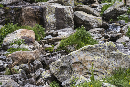 France, Alpes-Maritimes, Parc National du Mercantour (Mercantour national park), Haute Vesubie, Saint Martin Vesubie, Val du Haut Boréon, female Alpine ibex (Capra ibex) near Lake Trecolpas