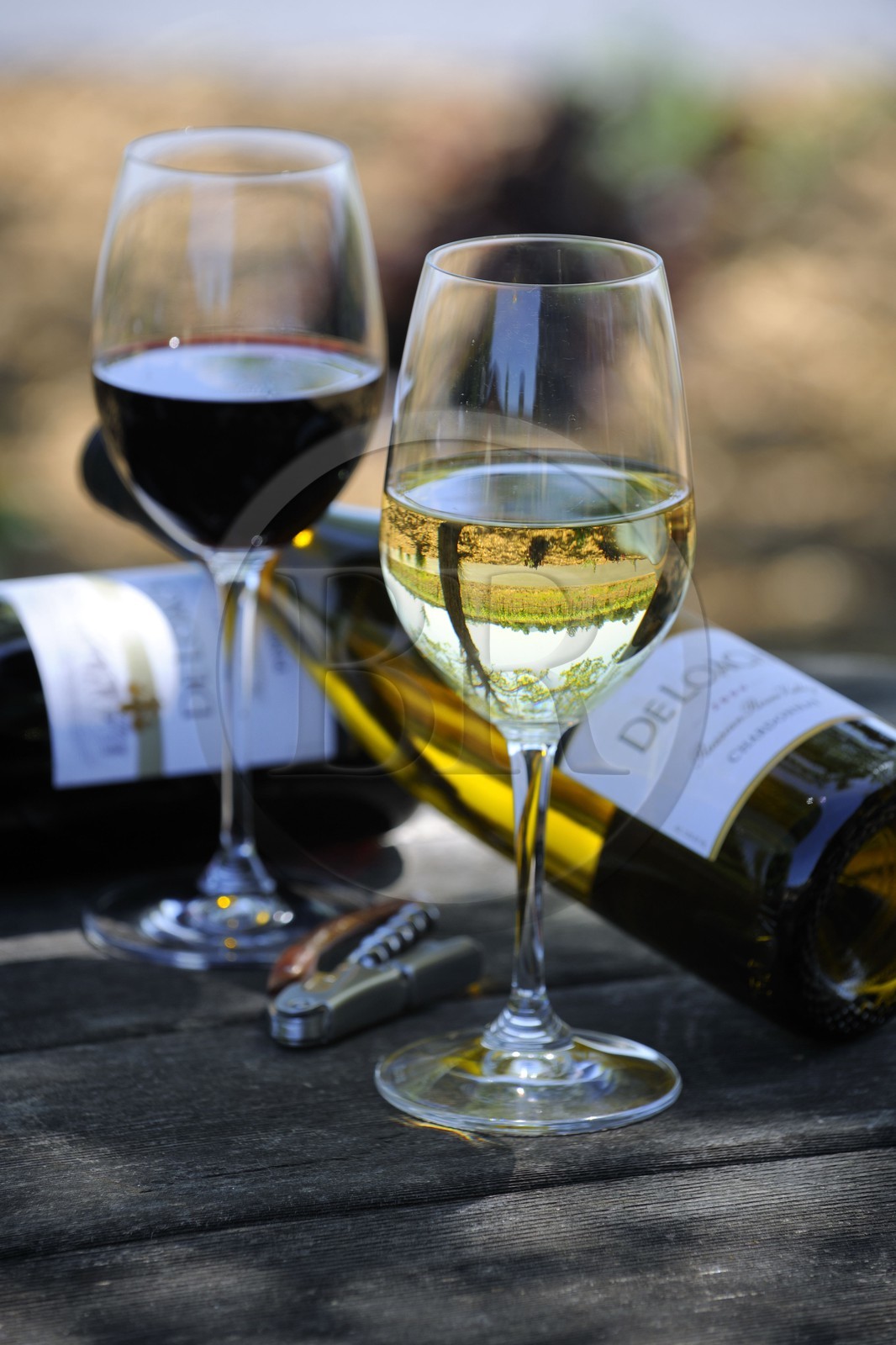 Etats-Unis, Californie, Russian Valley River, le vignoble de De Loach, chardonnay