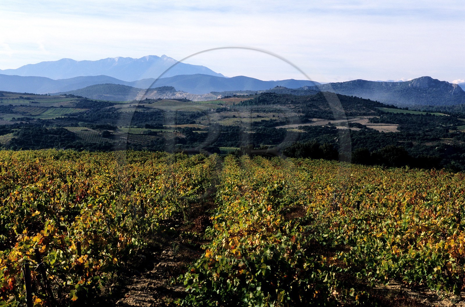 France, Pyrénées-Orientales (66), vignoble des Fenouillèdes