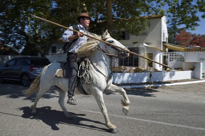 France, Bouches du Rhone, Parc naturel regional de Camargue (Regional Natural Park of Camargue), La Regie de Frigoules, branding, gardian armed with a trident on his Camargue horse galloping