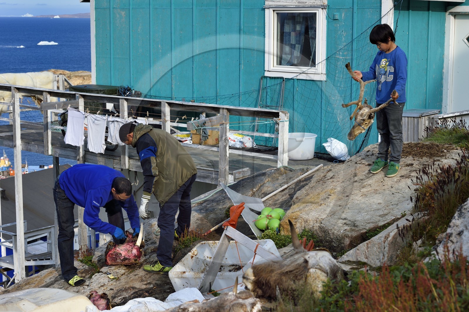 Groenland, cote ouest, baie de Baffin, Upernavik, chasseurs dépecant une tête de morse et un jeune inuit jouant avec une tête de renne chassé par son père