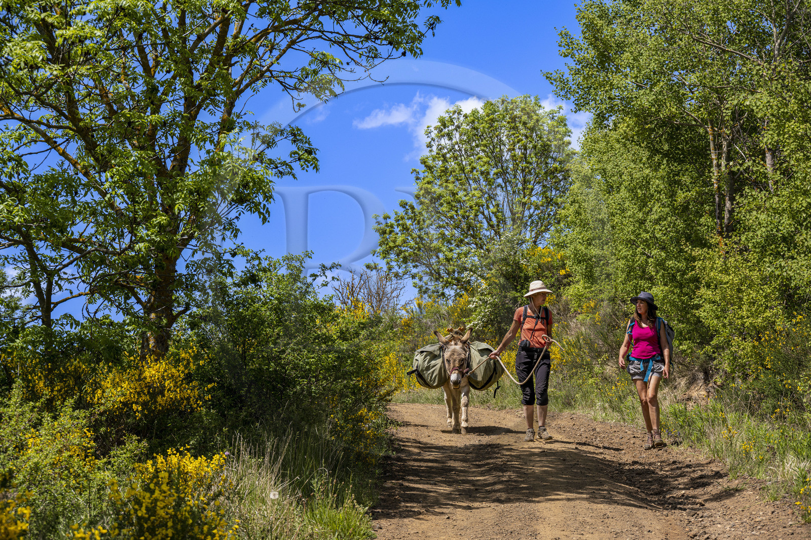 France, Haute-Loire (43), randonnée avec un âne sur le chemin de Stevenson (GR 70) entre Le Monastier-sur-Gazeille et Saint-Martin-de-Fugères