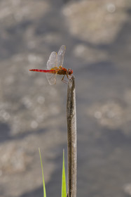 France, Gard, Vauvert, the Petite Camargue, Scamandre Regional Nature Reserve, Scarlet Dragonfly (Crocothemis erythraea) or broad scarlet, common scarlet-darter