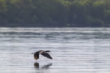 Rwanda, Parc national de l'Akagera, cormoran survolant le lac Ihema