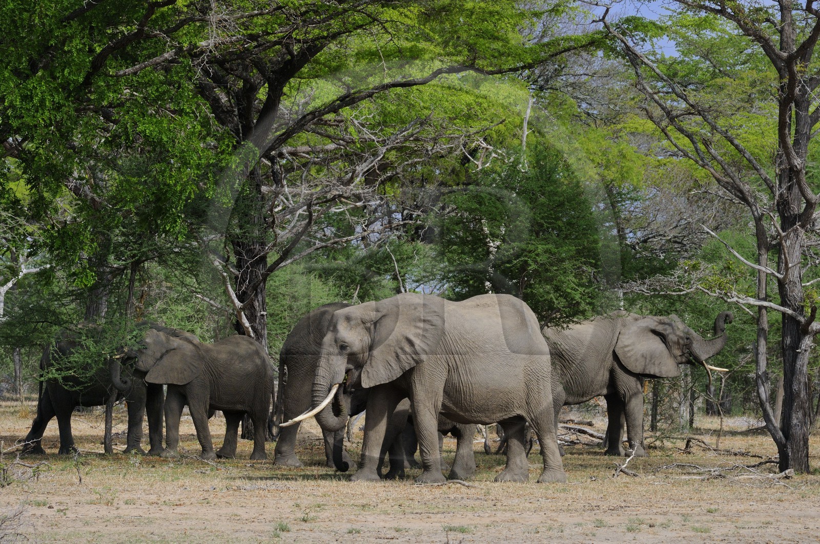 Tanzanie, Reserve de gibier de Selous une des plus grandes zones protégées au monde et inscrite sur la liste du patrimoine mondial de l’Unesco depuis 1982, Éléphant de savane d'Afrique (Loxodonta africana)