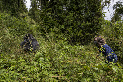 Rwanda, Province du Nord, Parc National des Volcans dans la chaine des Monts Virunga, mont Karisimbi, touriste observant un gorille des montagnes  (Gorilla beringei beringei) du groupe Susa