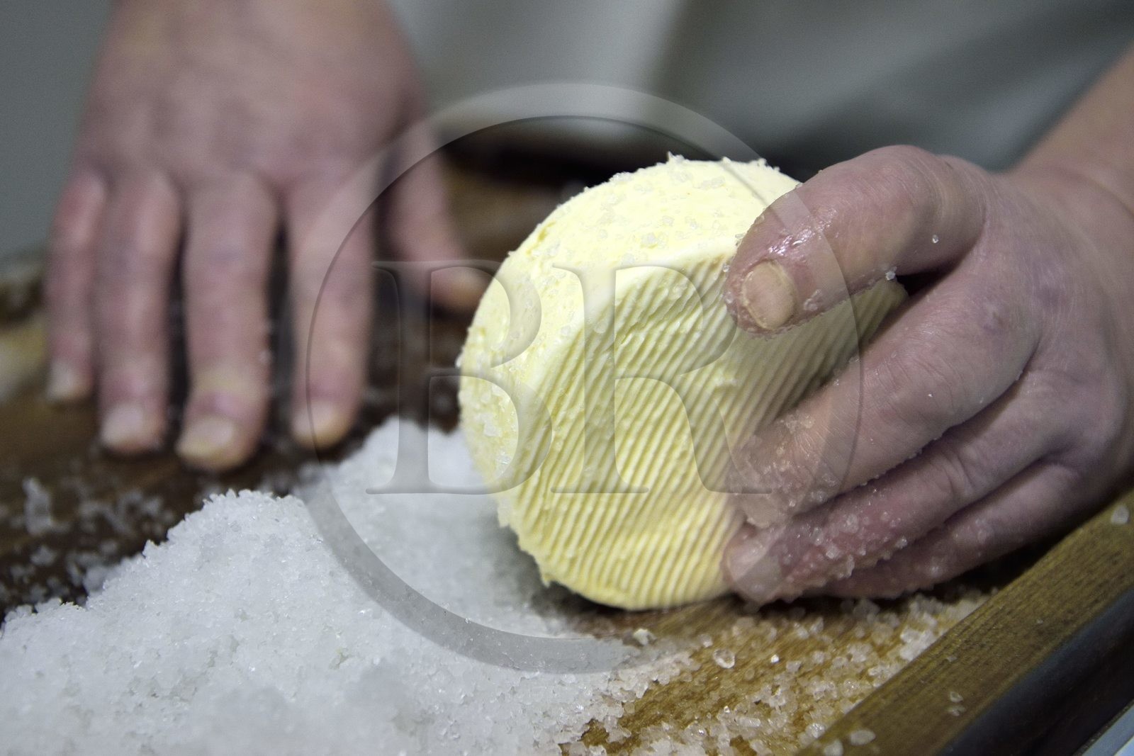 France, Haut-Rhin (68), Wasserbourg, Ferme-auberge Buchwald, le marcaire Michel Wehrey à la fabrication du fromage de munster AOP (lait de vache), salage du munster qui a 24 heures France, Haut-Rhin (68), Wasserbourg, Ferme-auberge Buchwald, le marcaire Michel Wehrey à la fabrication du fromage de munster AOP (lait de vache), salage du munster qui a 24 heures