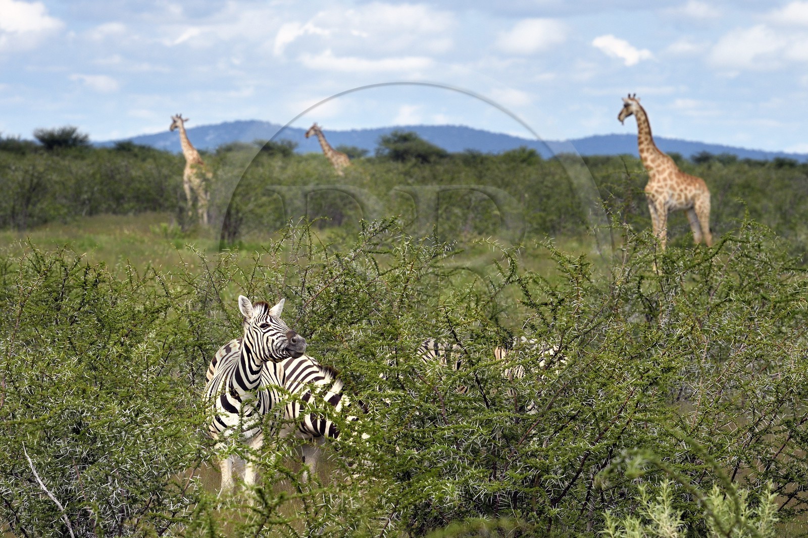 Namibie, région de Oshikoto, Parc National d'Etosha, zèbres de Burchell (Equus burchellii) et girafes (Giraffa camelopardalis)