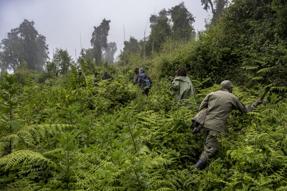 Rwanda, Province du Nord, Parc National des Volcans dans la chaine des Monts Virunga, mont Karisimbi, gardes et pisteurs du Parc accompagnant des touristes à la rencontre des gorilles des montagnes du groupe Susa