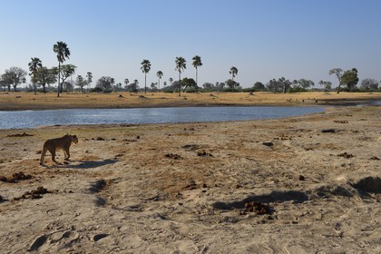 Zimbabwe, Matabeleland North Province, Hwange National Park, group of lions (Panthera leo) around a pond
