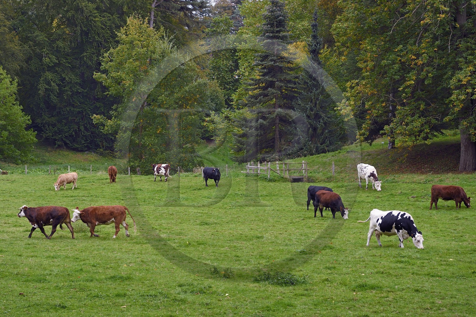France, Calvados (14), Pays d'Auge, La Roque Baignard, troupeau de vaches
