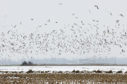 France, Ille et Vilaine, polder of Mont Saint Michel, sea guls and ducks