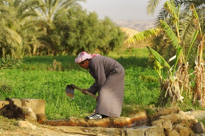 Egypte, Basse-Egypte, désert libyque, oasis de Bahariya (Bahareyya), la palmeraie, agriculteur sur le terrain