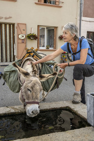 France, Lozère (48), Luc, randonnée avec un âne sur le chemin de Stevenson (GR 70), l'âne Anatole boit à la fontaine