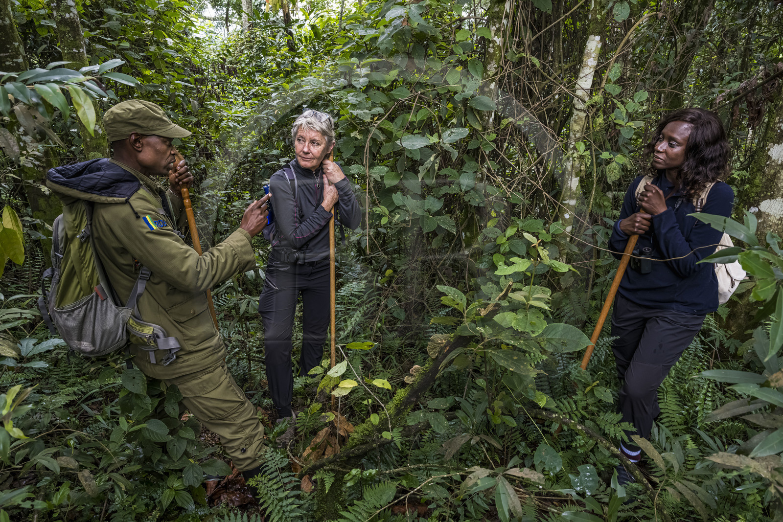 Rwanda, Province de l’Ouest, Gisakura, Parc national de Nyungwe, le garde de African Parks Claver Mtoyinkima guidant des touristes sur la piste des Colobes de Ruwenzori (Colobus angolensis ruwenzorii) pendant un safari à pied dans la forêt tropicale humide naturelle