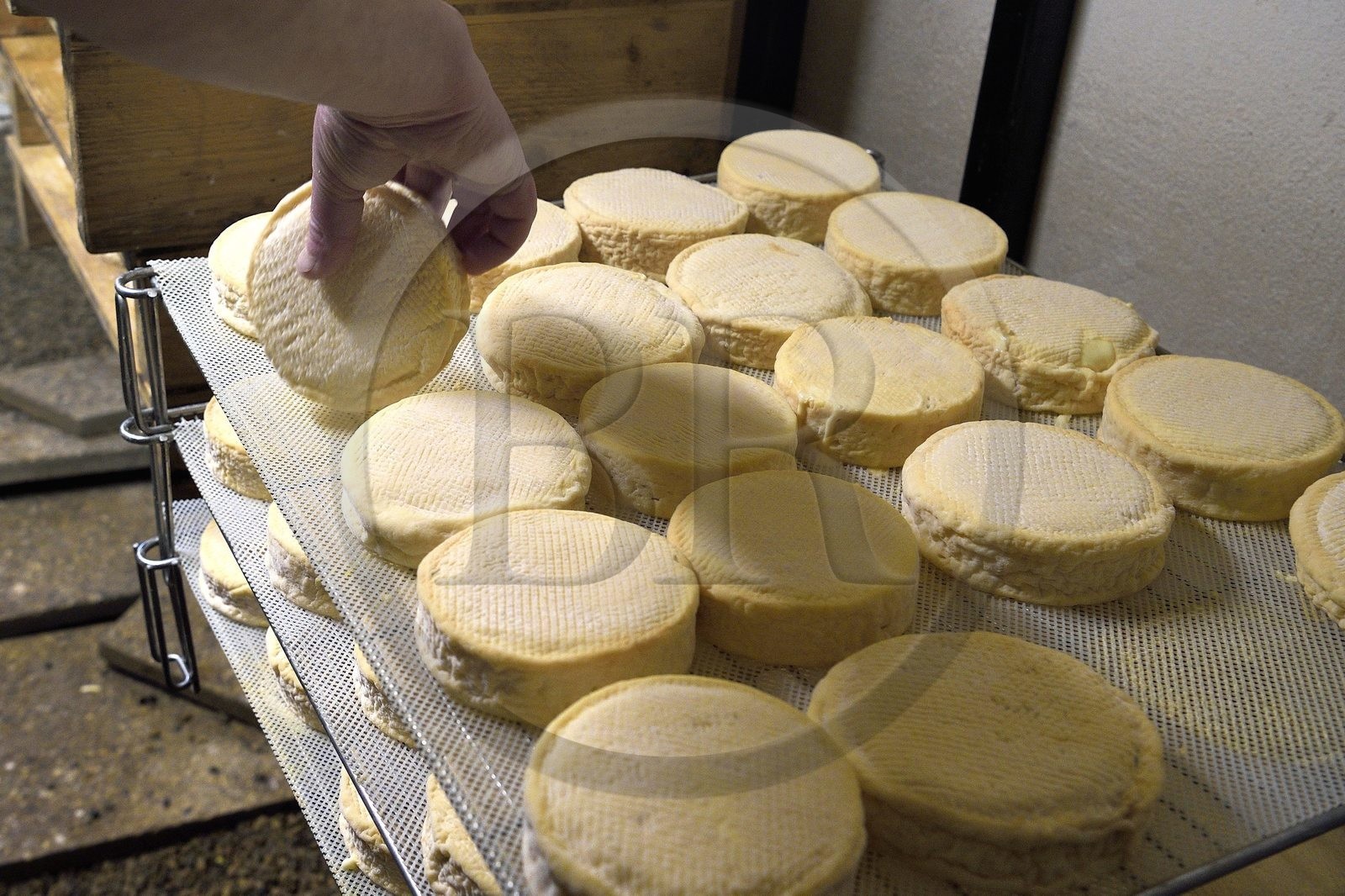 France, Haut-Rhin (68), Wasserbourg, Ferme-auberge Buchwald, le marcaire Michel Wehrey à la fabrication du fromage de munster AOP (lait de vache), munster de 15 jours toujours retourné régulièrement dans la cave d'affinage France, Haut-Rhin (68), Wasserbourg, Ferme-auberge Buchwald, le marcaire Michel Wehrey à la fabrication du fromage de munster AOP (lait de vache), munster de 15 jours toujours retourné régulièrement dans la cave d'affinage