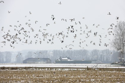 France, Ille et Vilaine, polder of Mont Saint Michel, sea guls and ducks