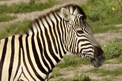 Namibia, Oshikoto region, Etosha National Park, Burchell's zebra (Equus burchellii)