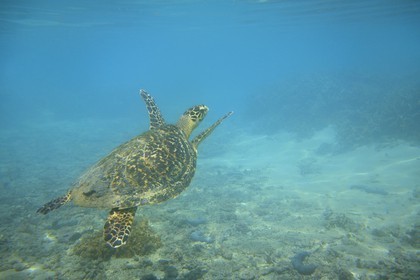 France, Ile de la Reunion, Côte Ouest, Saint-Gilles-Les-Bains (commune de Saint-Paul), le récif corallien du lagon de l'Ermitage, tortue verte (Chelonia mydas) (vue sous-marine)