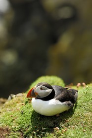 United Kingdom, Scotland, Shetland islands, puffin