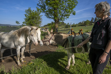 France, Haute-Loire (43), Saint-Martin-de-Fugères, MacQuart P.O.A. Ranch, the donkey Anatole meets the ponies of the Americas ( POA), hiking with a donkey on the Robert Louis Stevenson Trail (GR 70)