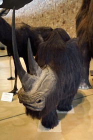 France, Alpes-de-Haute-Provence (04), Parc Naturel Régional du Verdon, Quinson, Musée de préhistoire des Gorges du Verdon conçu par l'architecte Norman Foster, reconstitution d'un rhinocéros laineux (Coelodonta antiquitatis)