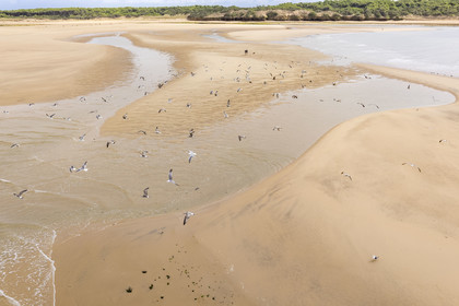 France, Vendée (85), Talmont Saint Hilaire, la Pointe du Payré, walkers and seagulls on the Veillon beach and estuary of the Payré river (aerial view)