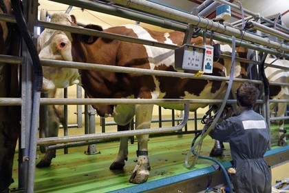 France, Cantal, Sainte-Marie, La Terrisse hamlet, montbéliarde dairy cow breeding from Cantagrel farm, the cows eating after the evening milking de la ferme de Cantagrel, le bouvier Alexandre installe la trayeuse sur les pis pour la traite du soir