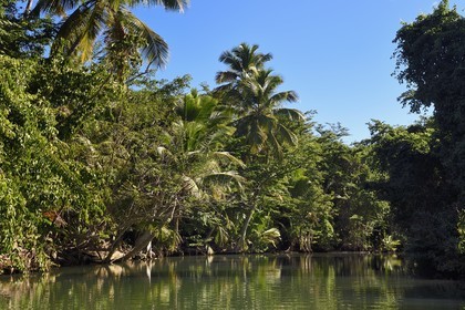 Caraïbes, Ile de la Dominique, Portsmouth, les rives de l'Indian River