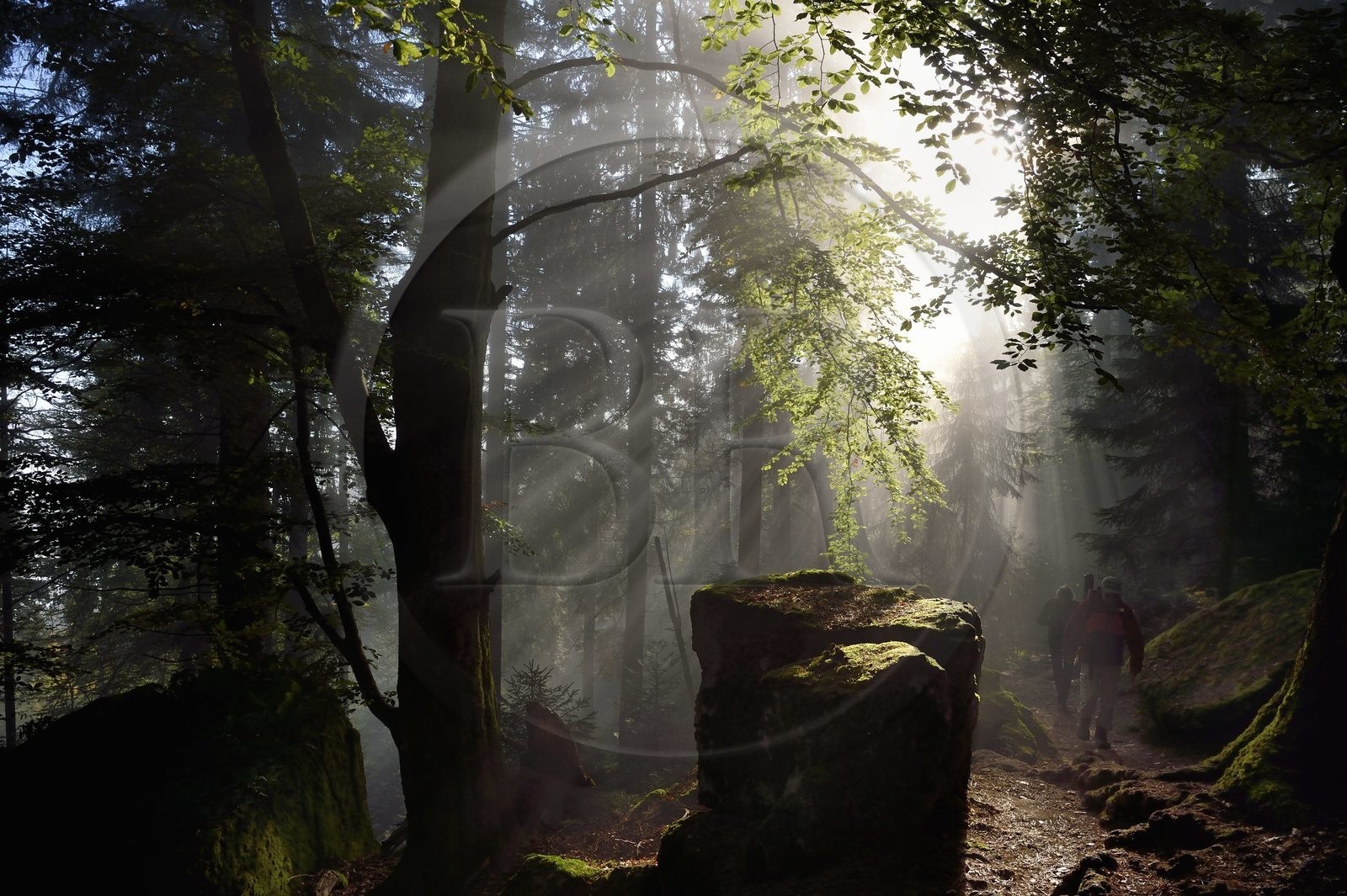 France, Bas-Rhin (67), Mont Saint-Odile, randonnée le long du Mur Païen, vestige d'un mur d'enceinte probablement de l'époque mérovingienne d'une longueur totale de onze kilomètres, lever de soleil dans la brume du petit matin