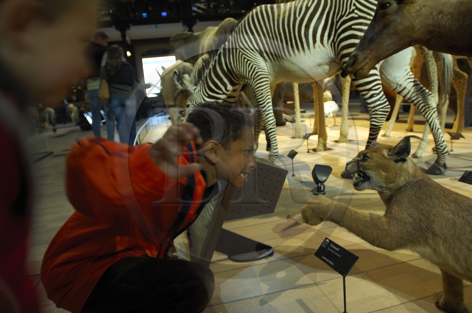 France, Paris (75), Museum d'Histoire Naturelle, Grand Galerie de l'Evolution