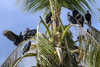 France, Guyane, Kourou, vautour Urubu noir (Coragyps atratus) dans l'estuaire du fleuve Kourou