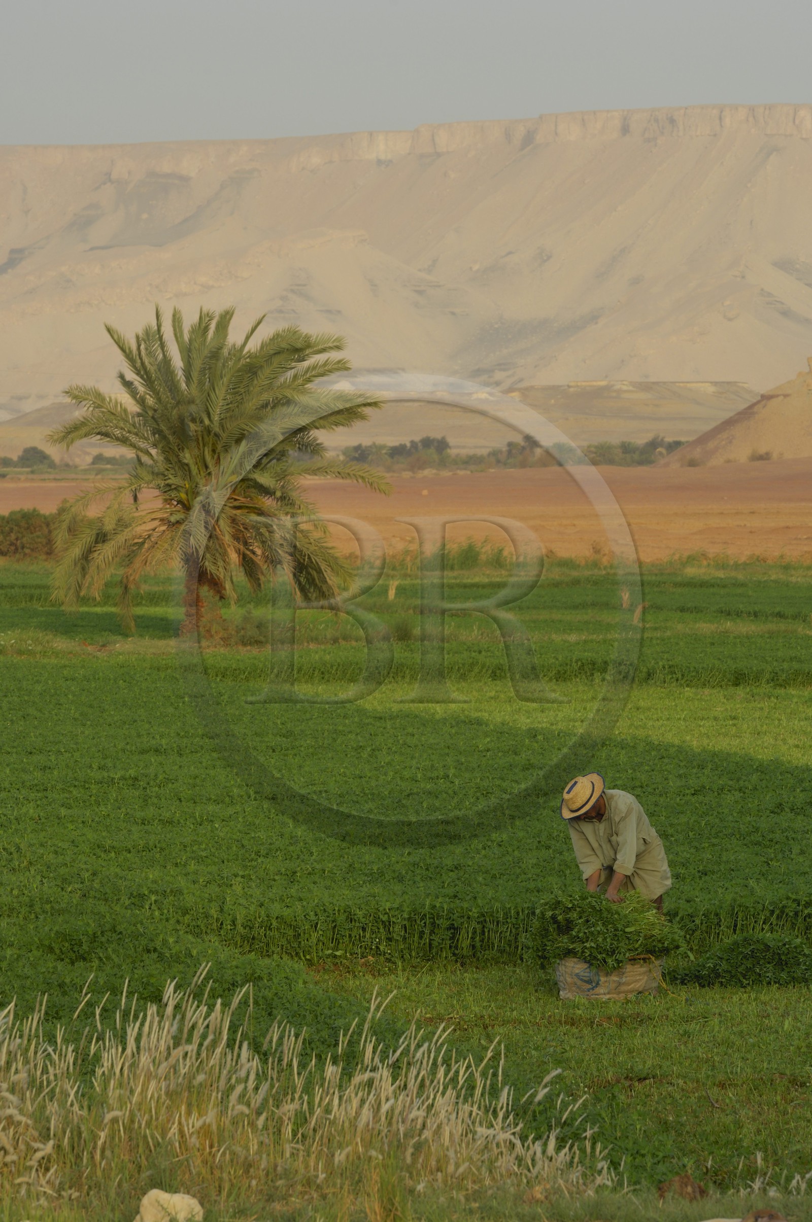 Egypte, désert libyque, oasis de Dakhla, travaux des champs