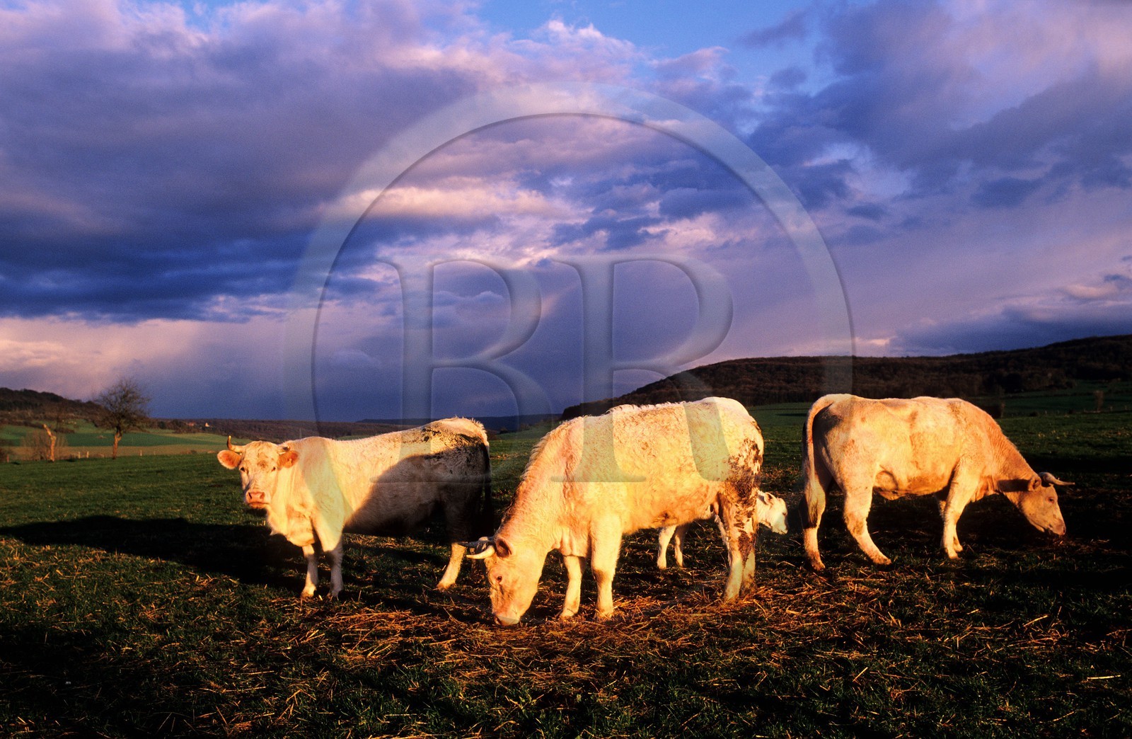 France, Côte-d'Or (21), Châteauneuf-en-Auxois, vaches