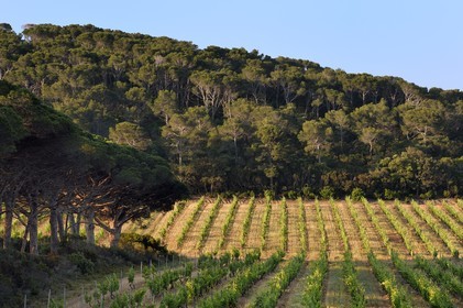 France, Var (83), Iles d'Hyères, parc national de Port Cros, Ile de Porquerolles, vignes dans la plaine de Porquerolles