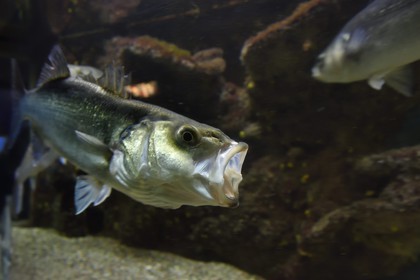 France, Var, Ile des Embiez, the Paul Ricard Oceanographic Institute, gilt-head (sea) bream (Sparus aurata)