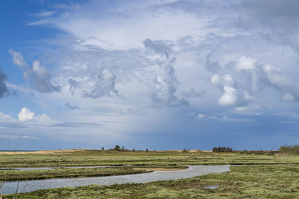 France, Vendée (85), La Tranche-sur-Mer, Réserve naturelle de la Casse de la Belle Henriette, l'une des dernières véritables lagunes de la côte atlantique