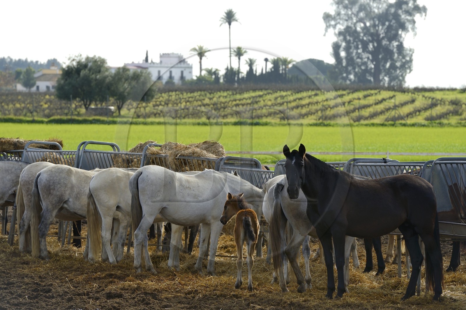 Espagne, Andalousie, province de Séville, Utrera, le haras Ayala (Yeguada Ayala), Pure race espagnole ou PRE (Pura Raza Espanola)