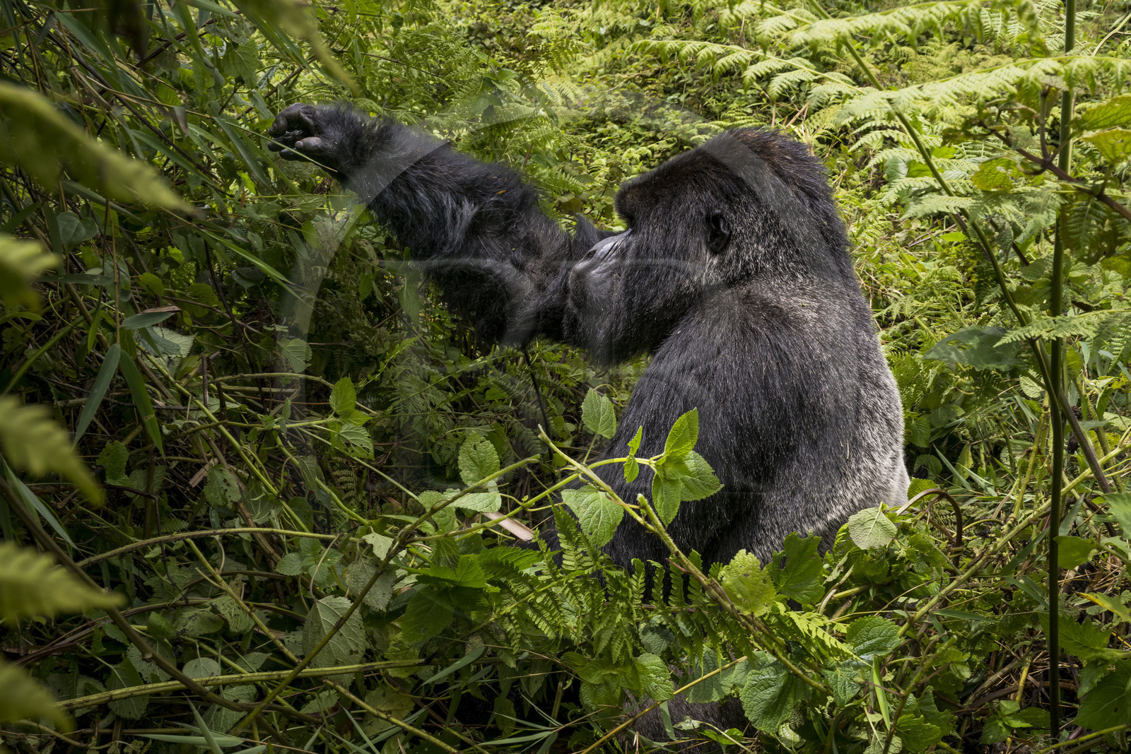 Rwanda, Province du Nord, Parc National des Volcans dans la chaine des Monts Virunga, mont Karisimbi, gorille des montagnes (Gorilla beringei beringei) du groupe Susa, male appelé dos argenté (silverback)