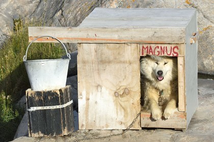 Groenland, cote ouest, baie de Disko, Ilulissat, chien de traineau dans sa niche