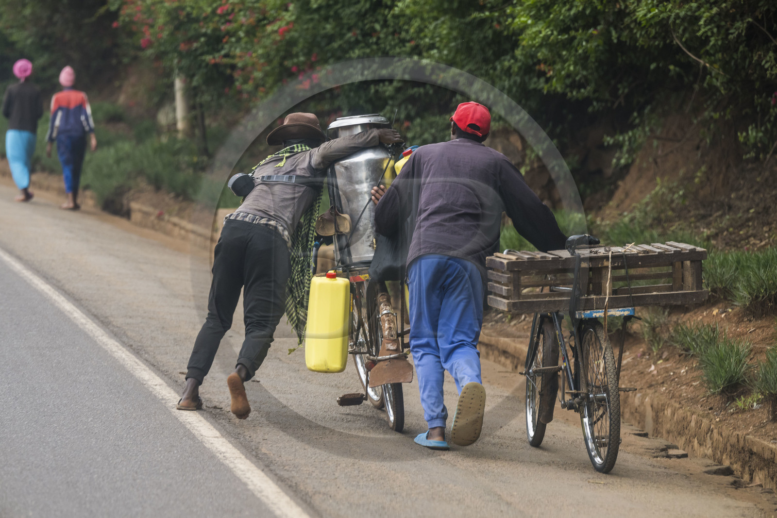 Rwanda, Kigali, Kabuga, transport d'un bidon de lait sur une bicyclette, les bicyclettes sont le principal moyen de transport local