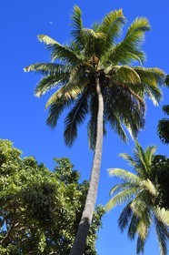 France, Reunion island (French overseas department), Saint-Paul, Laperrière mango orchard at Tour-des-Roches, bicentennial mango tree bordering a coconut tree