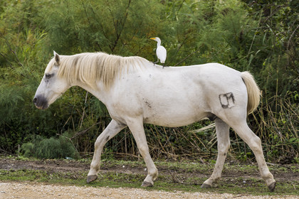 France, Gard, Vauvert, the Petite Camargue, Rhone to Sète Canal, Cattle Egret (Bubulcus ibis) on the back of a Camargue horse