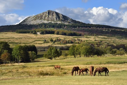 France, Ardeche, parc naturel regional des Monts d'Ardeche (Regional natural reserve of the Mounts of Ardeche), horses in a field in front of the Suc de Montfol mountain (altitude of 1594 m)